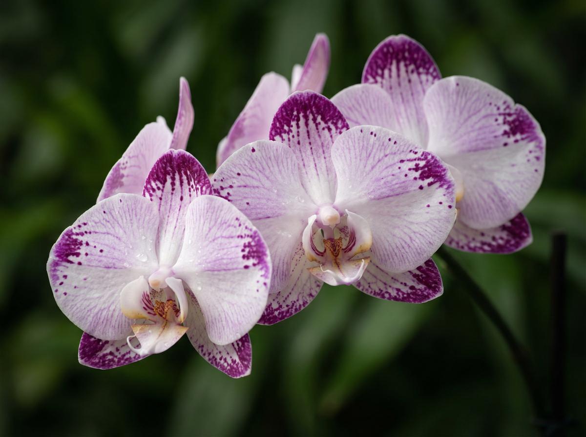 探花兰花视频